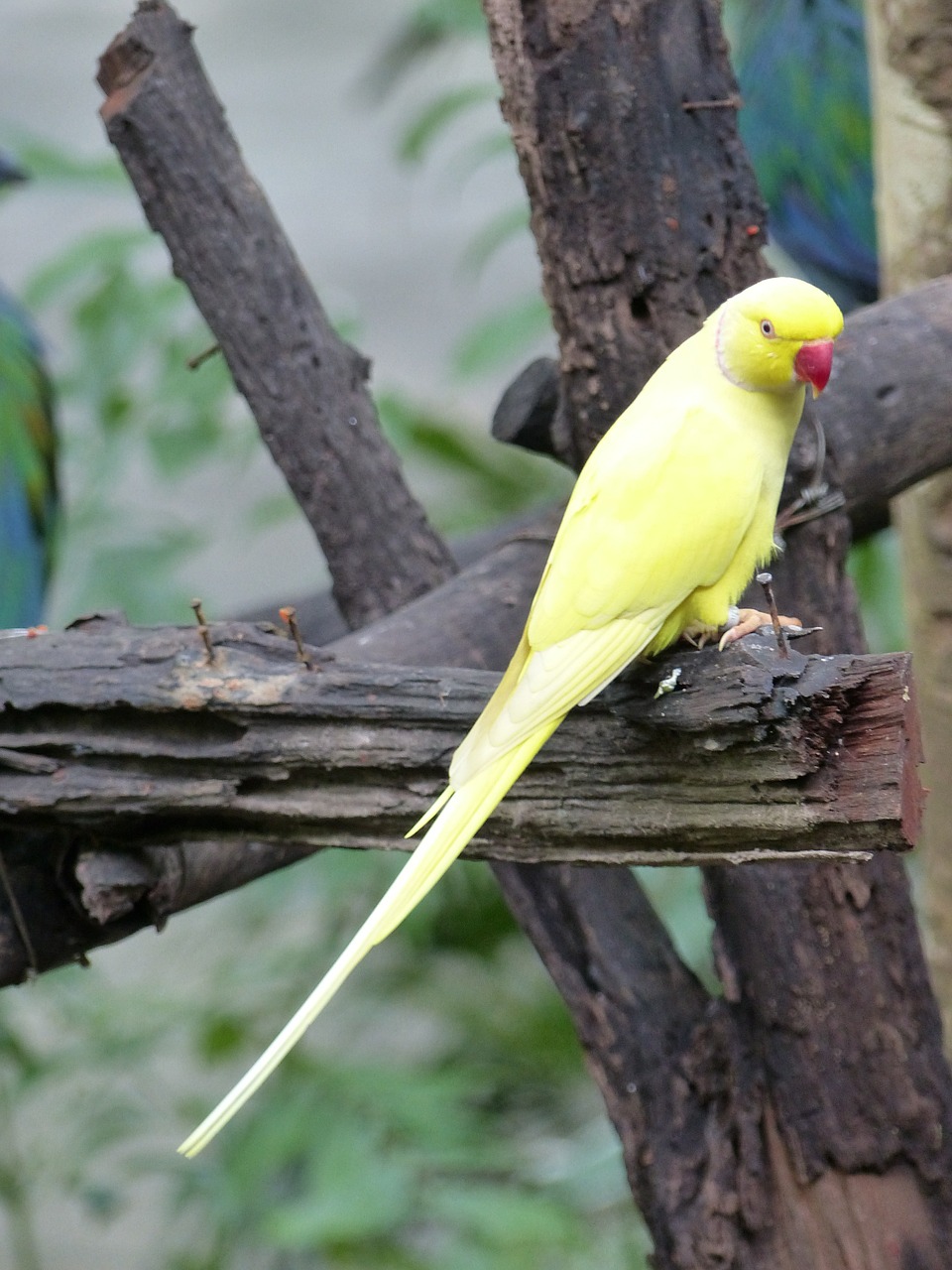 parakeet yellow birds free photo