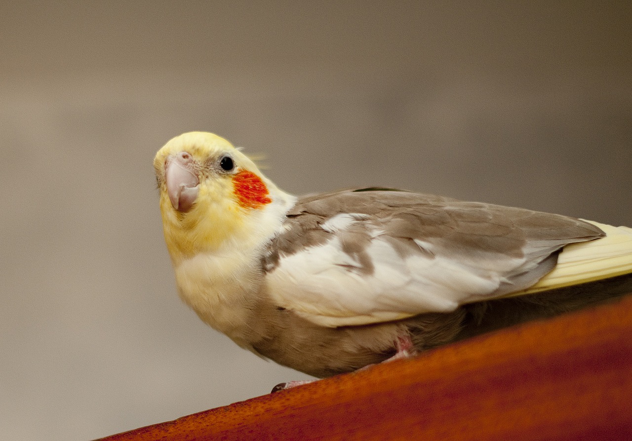 parakeet bird colour free photo