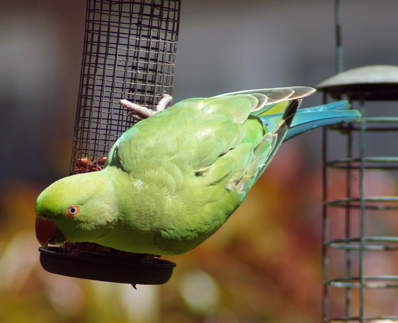 parakeet green parrot free photo