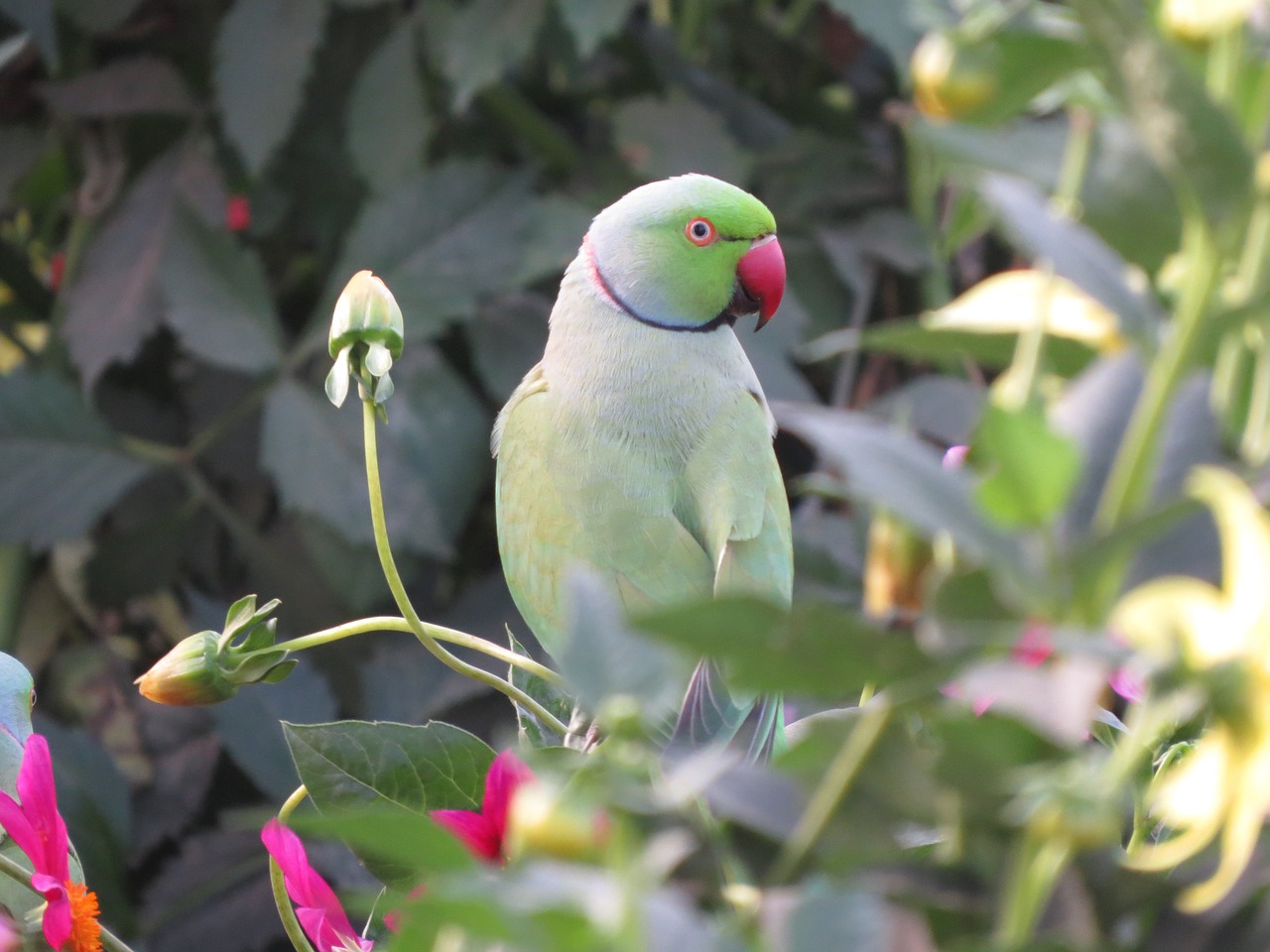 parakeet parrot bird free photo