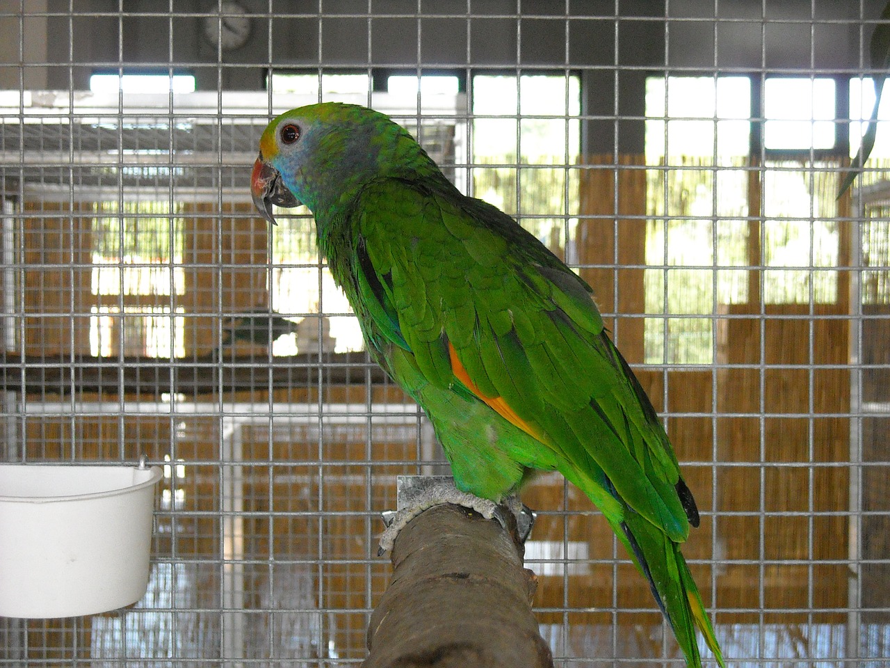 parakeet small parrot birds free photo
