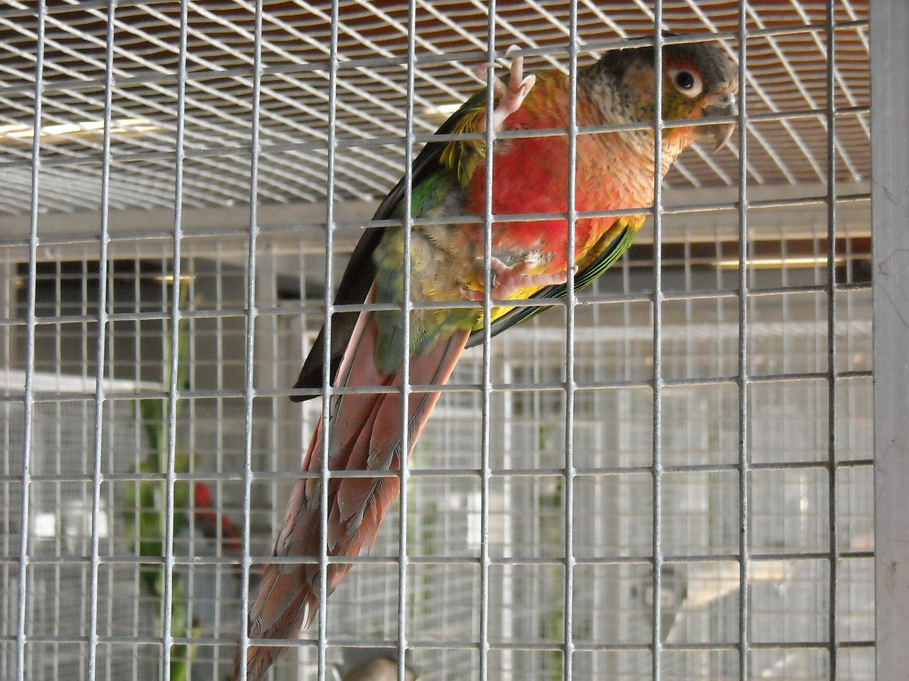 parakeet small parrot bird free photo