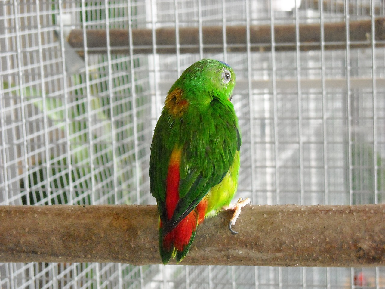 parakeet small parrot bird free photo