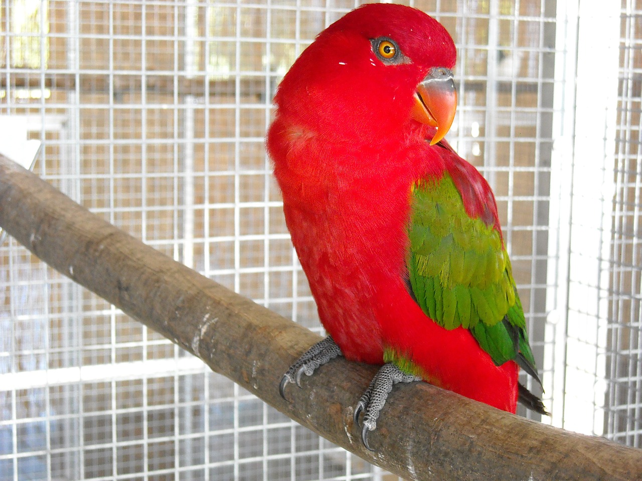 parakeet small parrot bird free photo