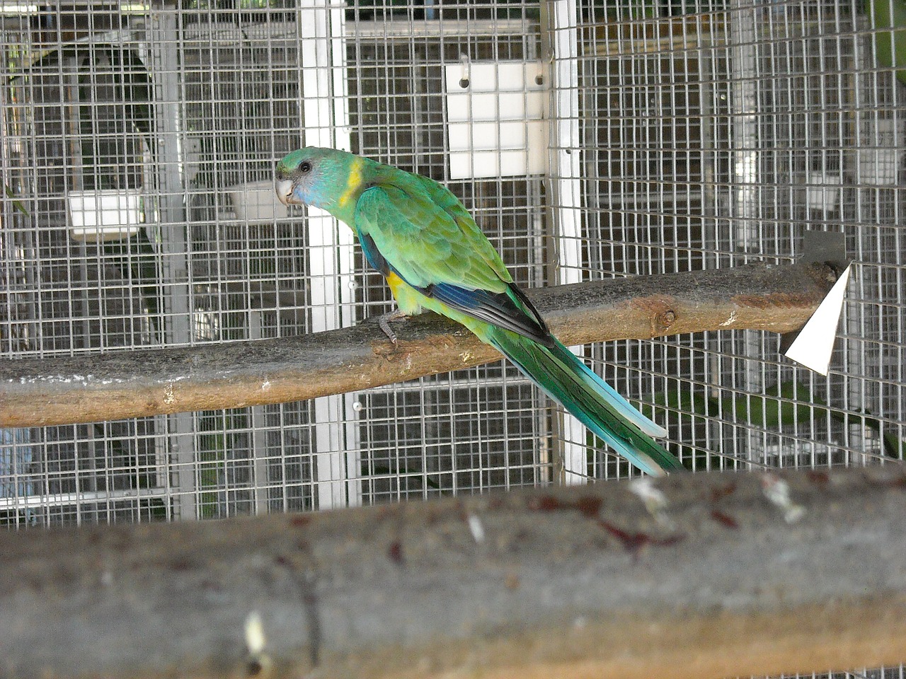 parakeet small parrot bird free photo
