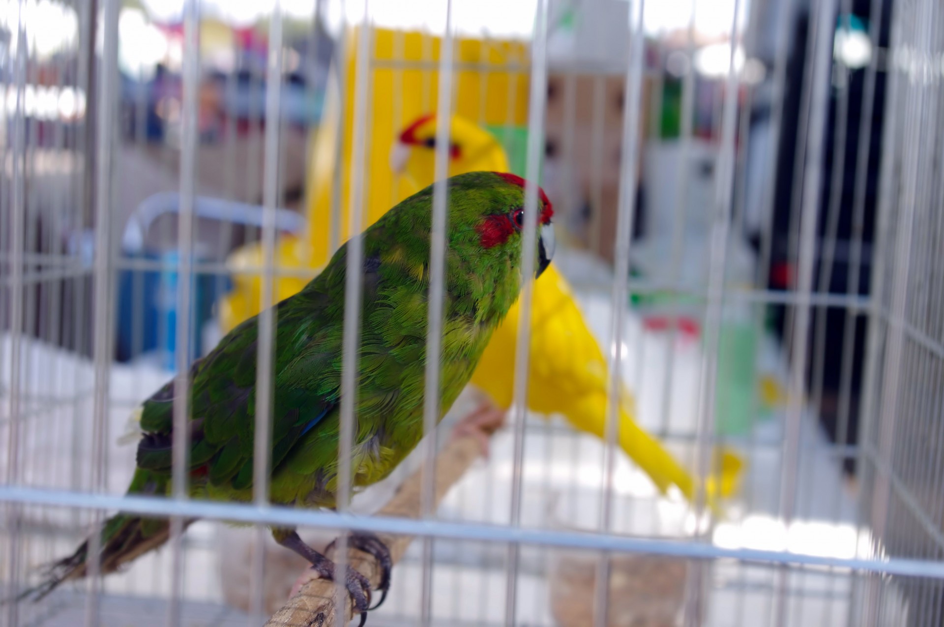 parakeet birds cage free photo