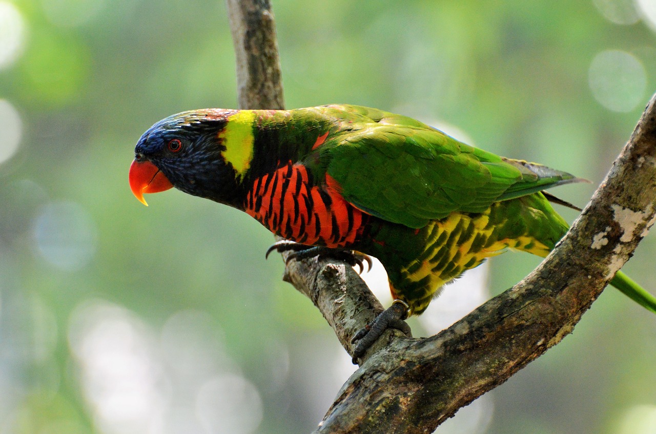 parakeet corrugated bird colors free photo