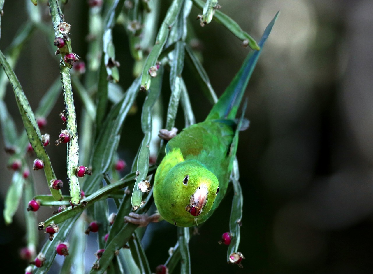 parakeet green feeding bird free photo