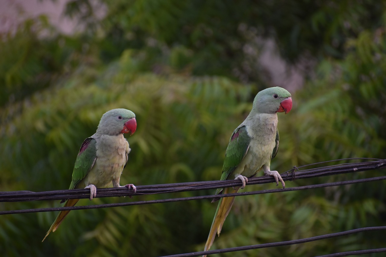 parakeets parrots pair free photo