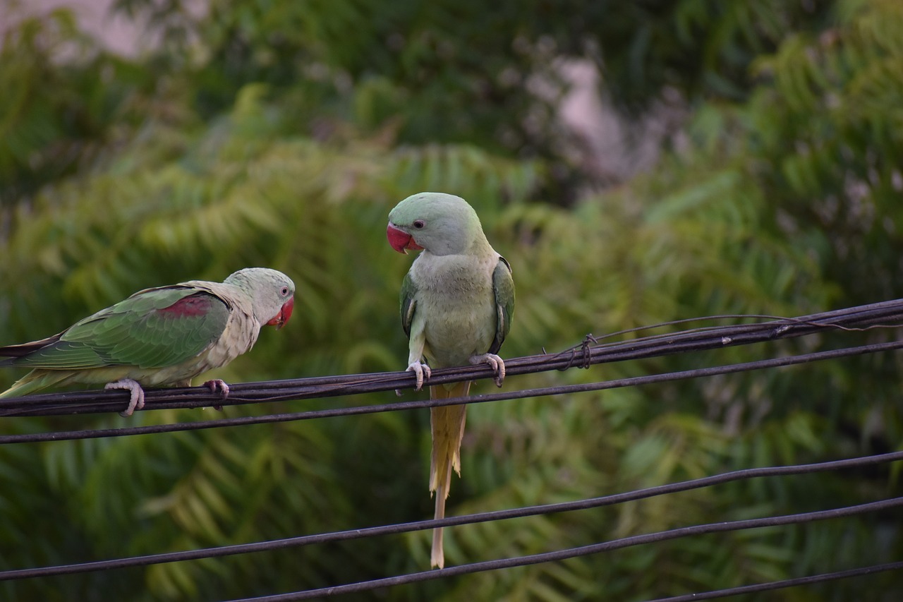 parakeets parrots pair free photo