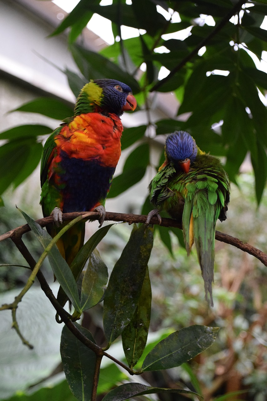 parakeets plumage exotic bird free photo