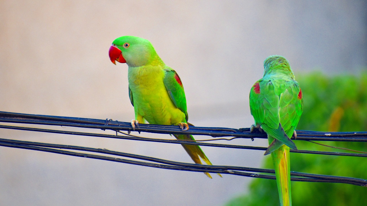 parakeets parrots bird free photo