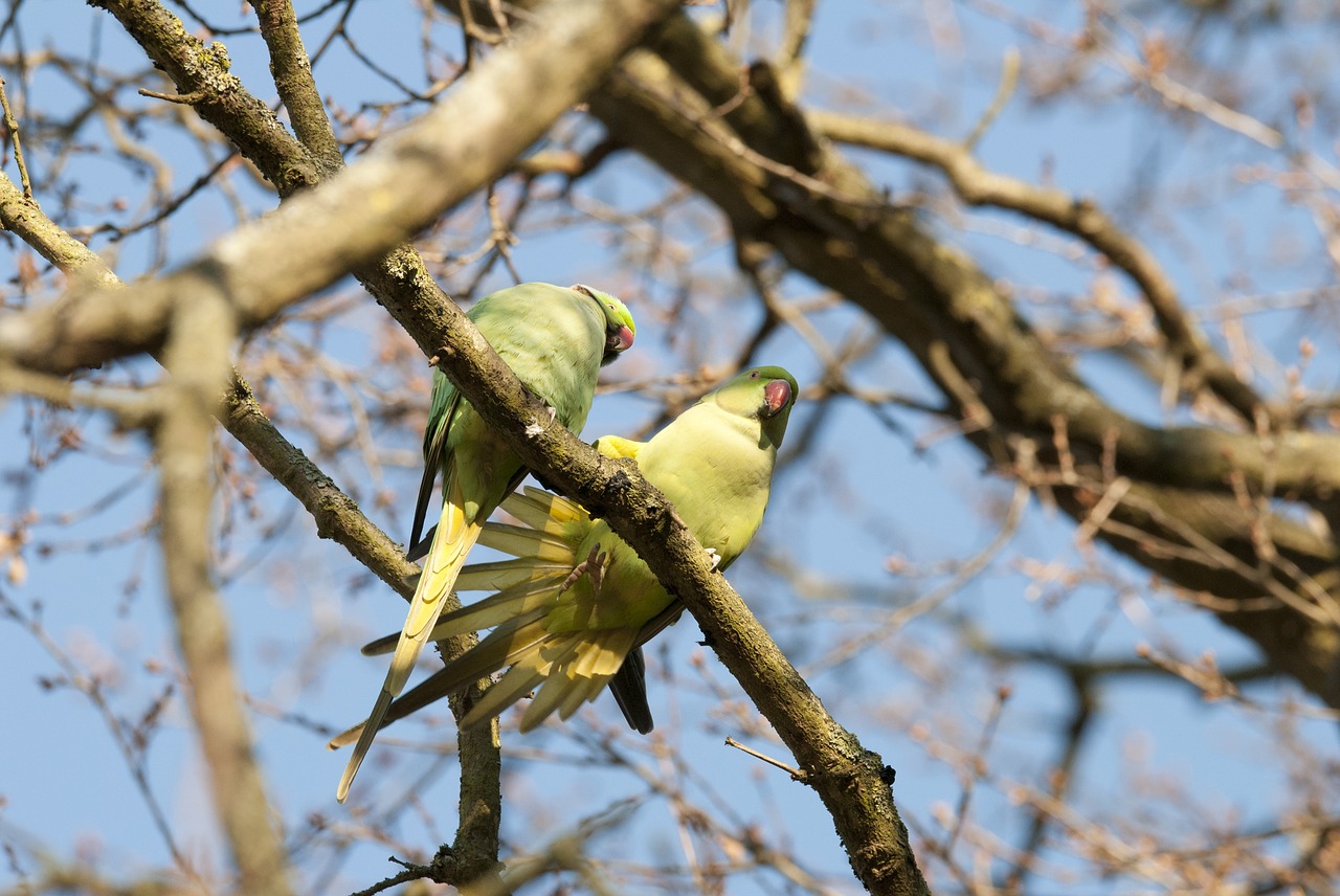 parakeets  birds  green parrots free photo