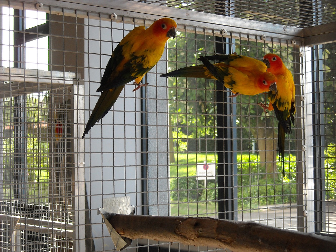 parakeets small parrots birds free photo