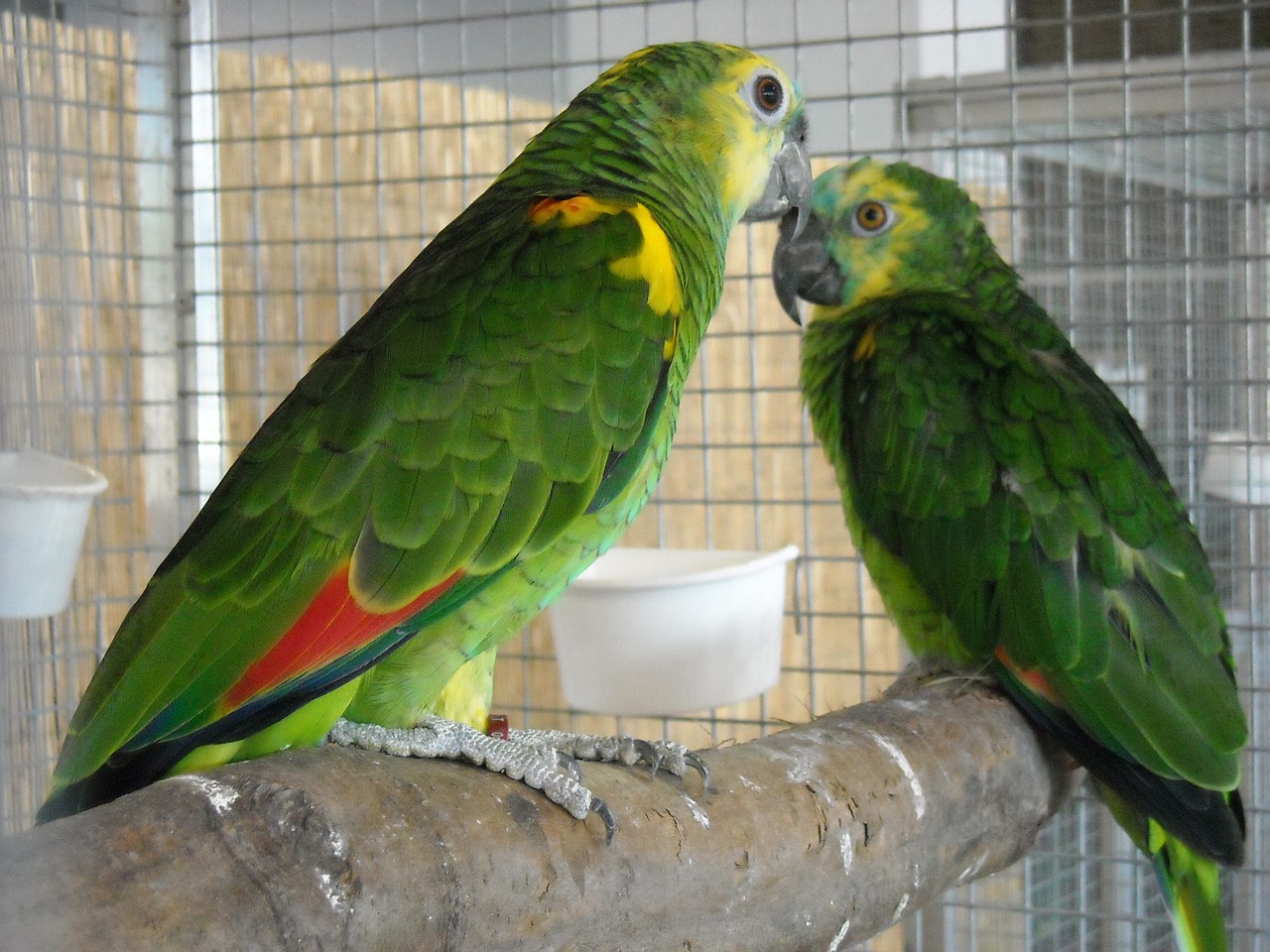 parakeets small parrots pets free photo