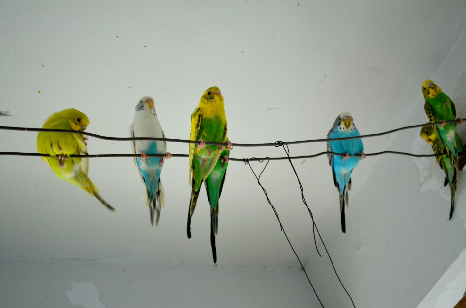 animals parakeet parakeets free photo
