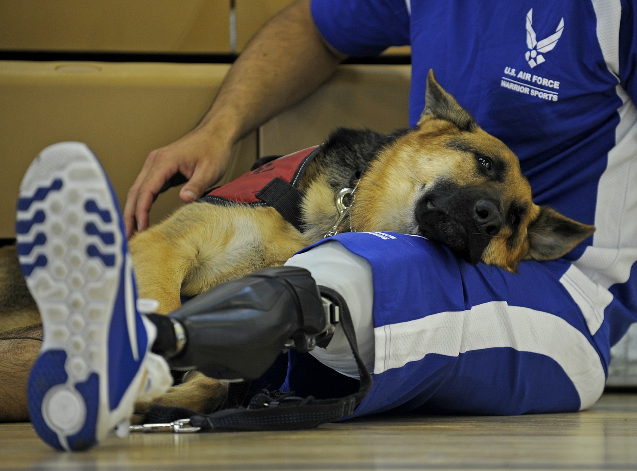 paralympics dog canine free photo