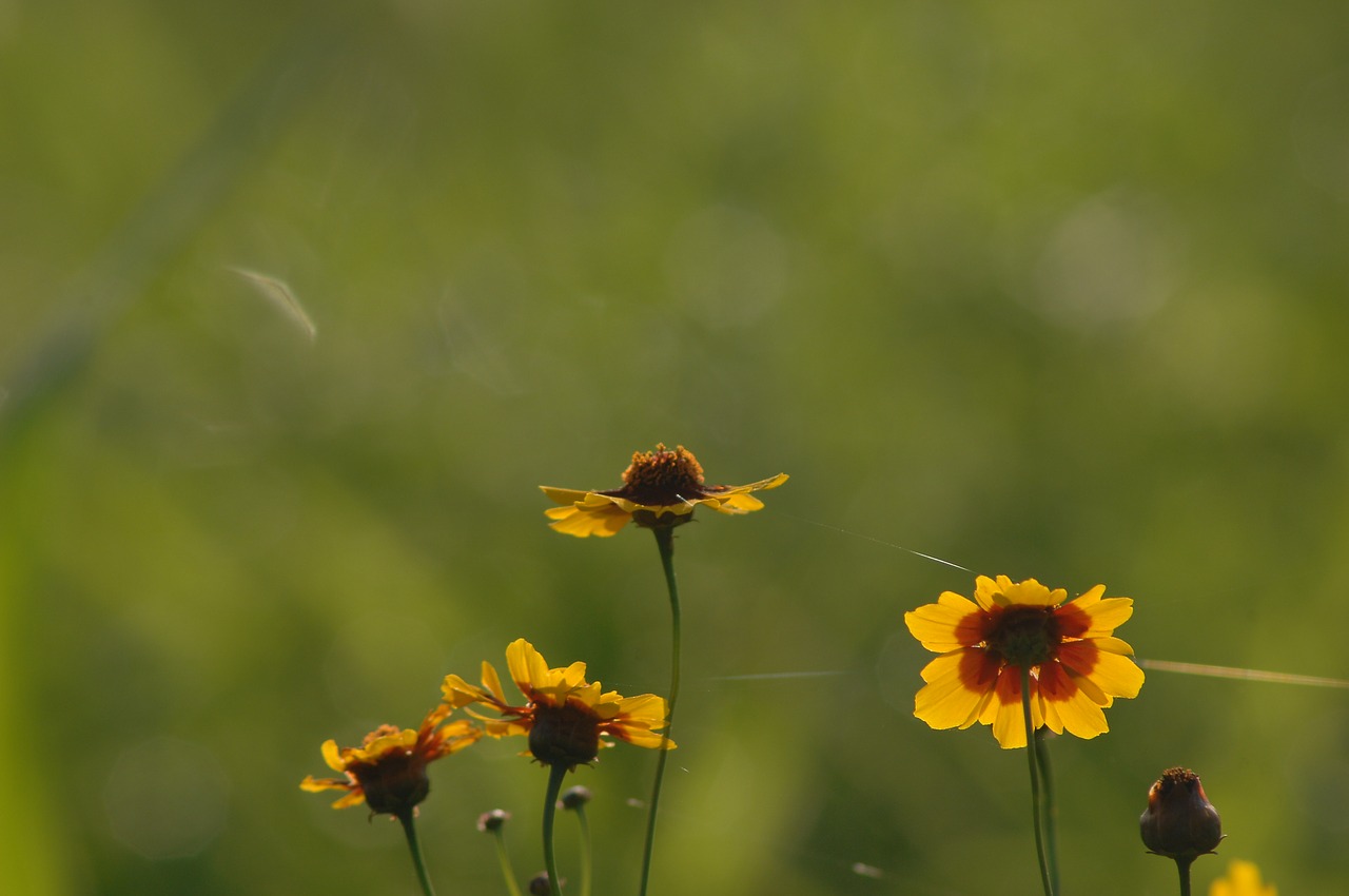 parasitic flower  autumn free pictures free photo