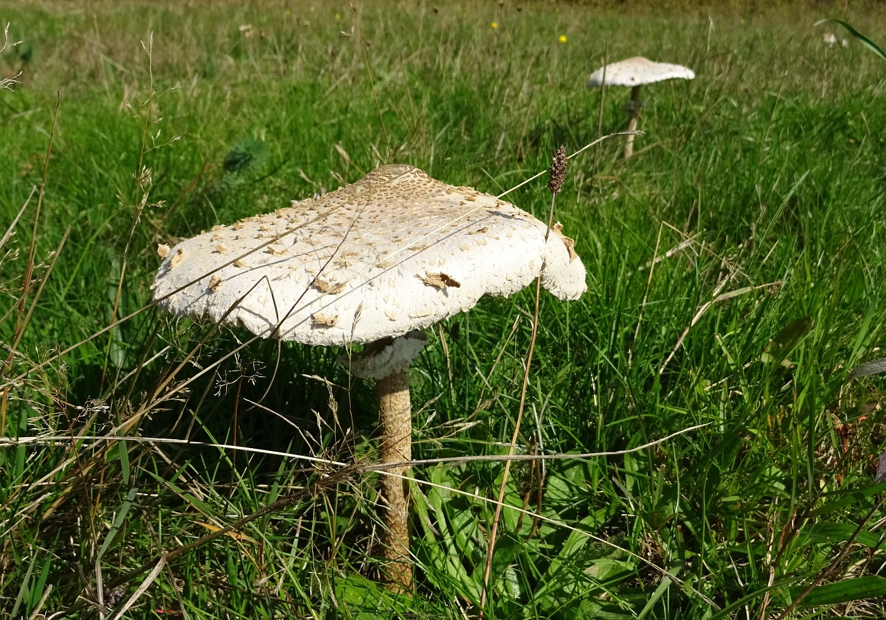 parasol mushroom giant schirmling free photo