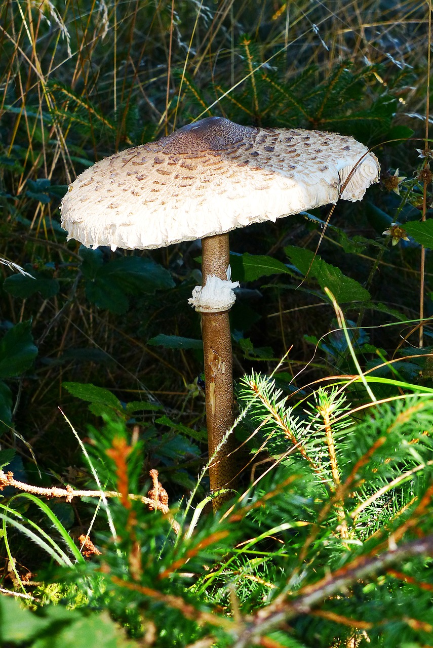 parasol giant schirmling mushroom free photo