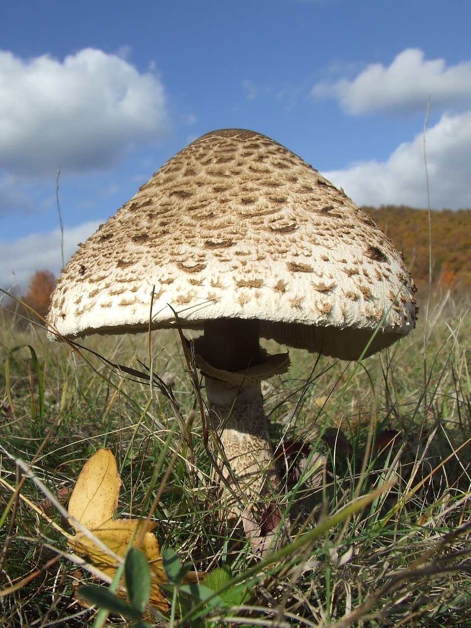 parasol mushroom autumn free photo