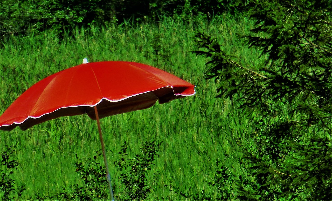 Любимый зонтик. Красный зонт. Зонт на природе. Растение солнечные зонтики. Зонт на траве.