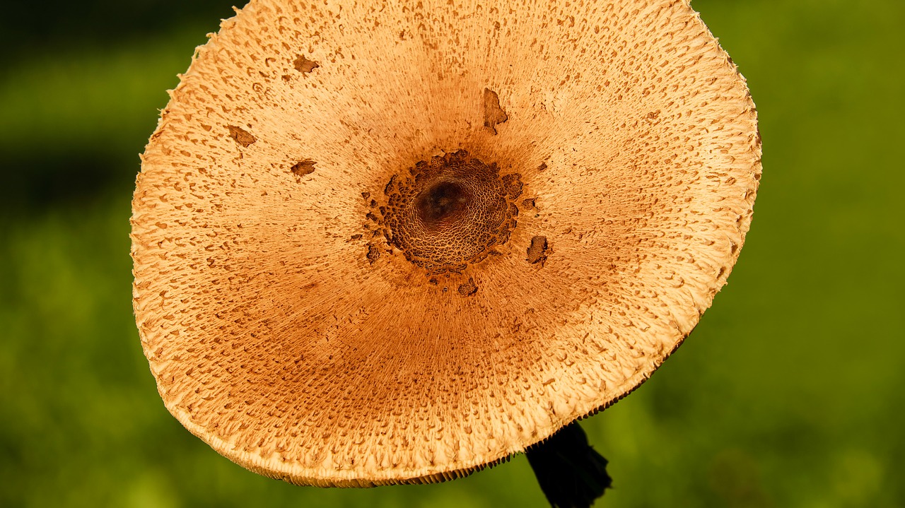 parasol screen fungus mushroom free photo