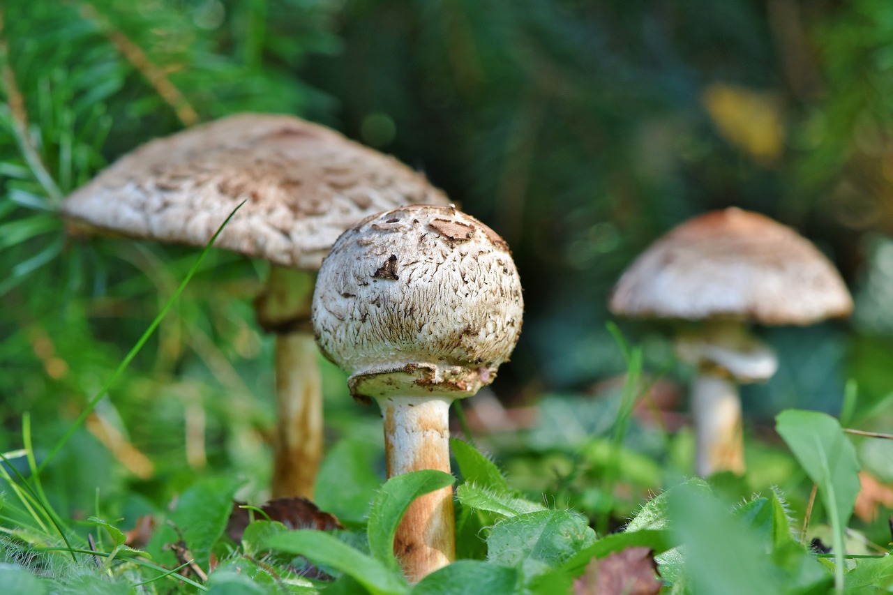 parasol  mushroom  giant schirmling free photo