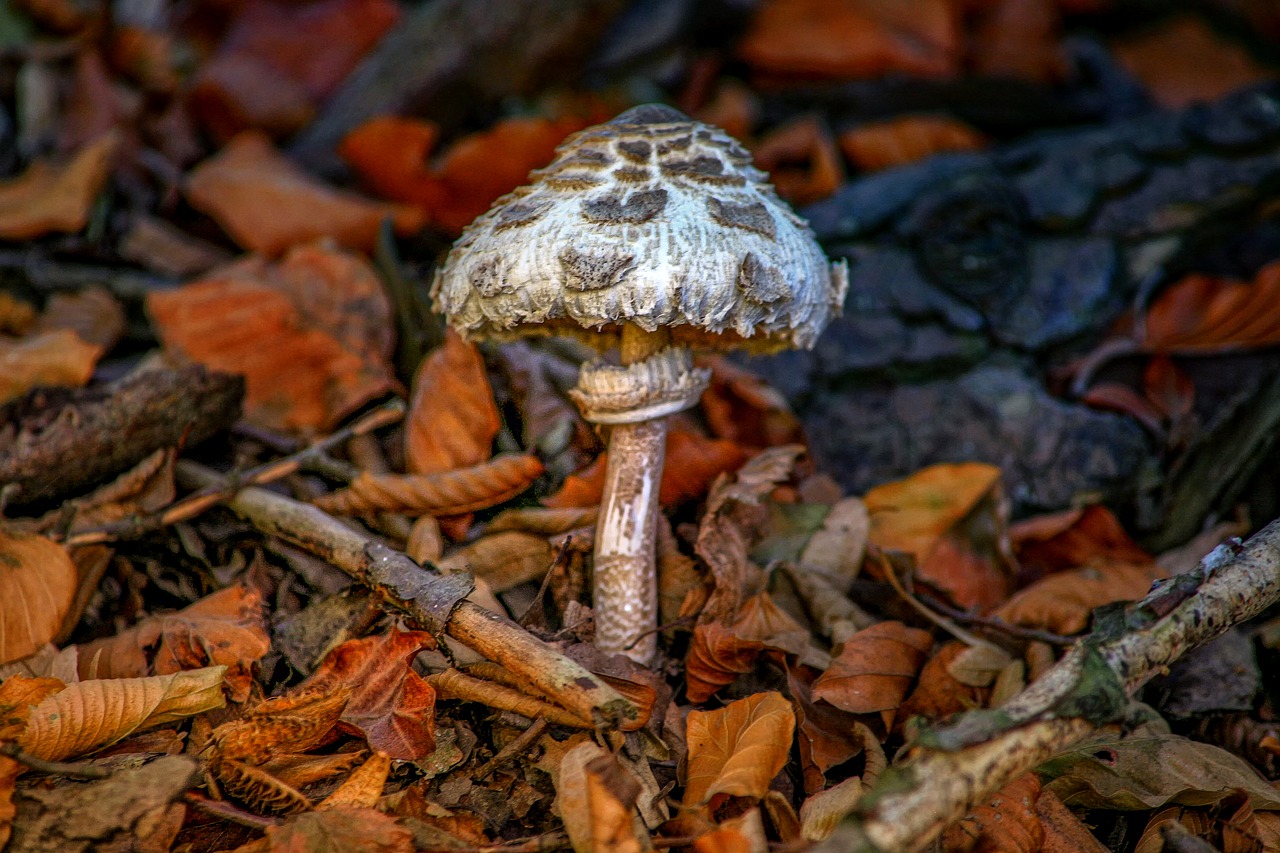 parasol  giant screen fungus  plant free photo