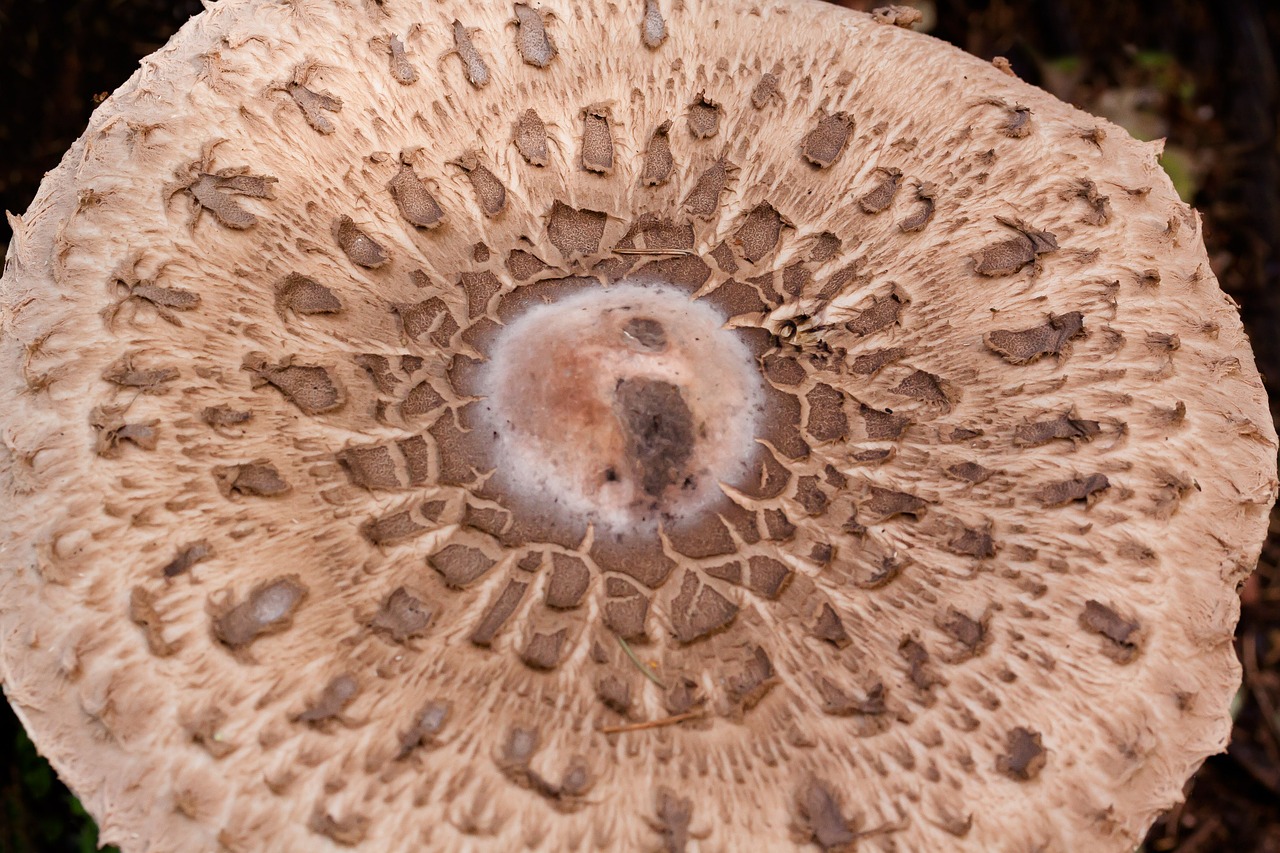parasol mushroom screen fungus free photo