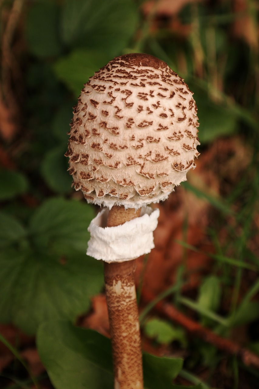 parasol mushroom schirmling free photo