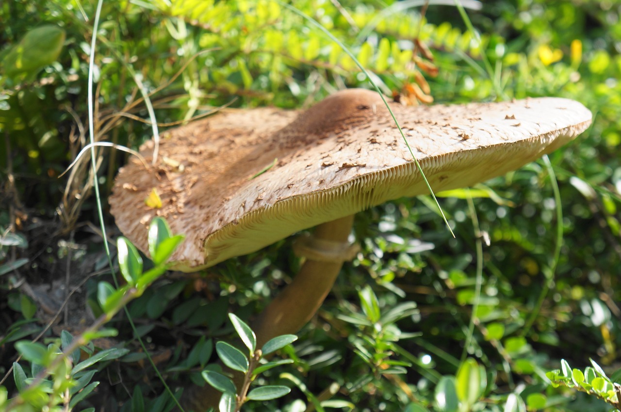 parasol mushroom autumn free photo