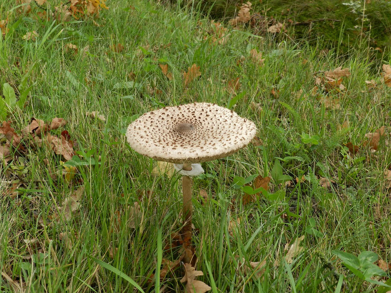 parasol mushroom mushroom free pictures free photo