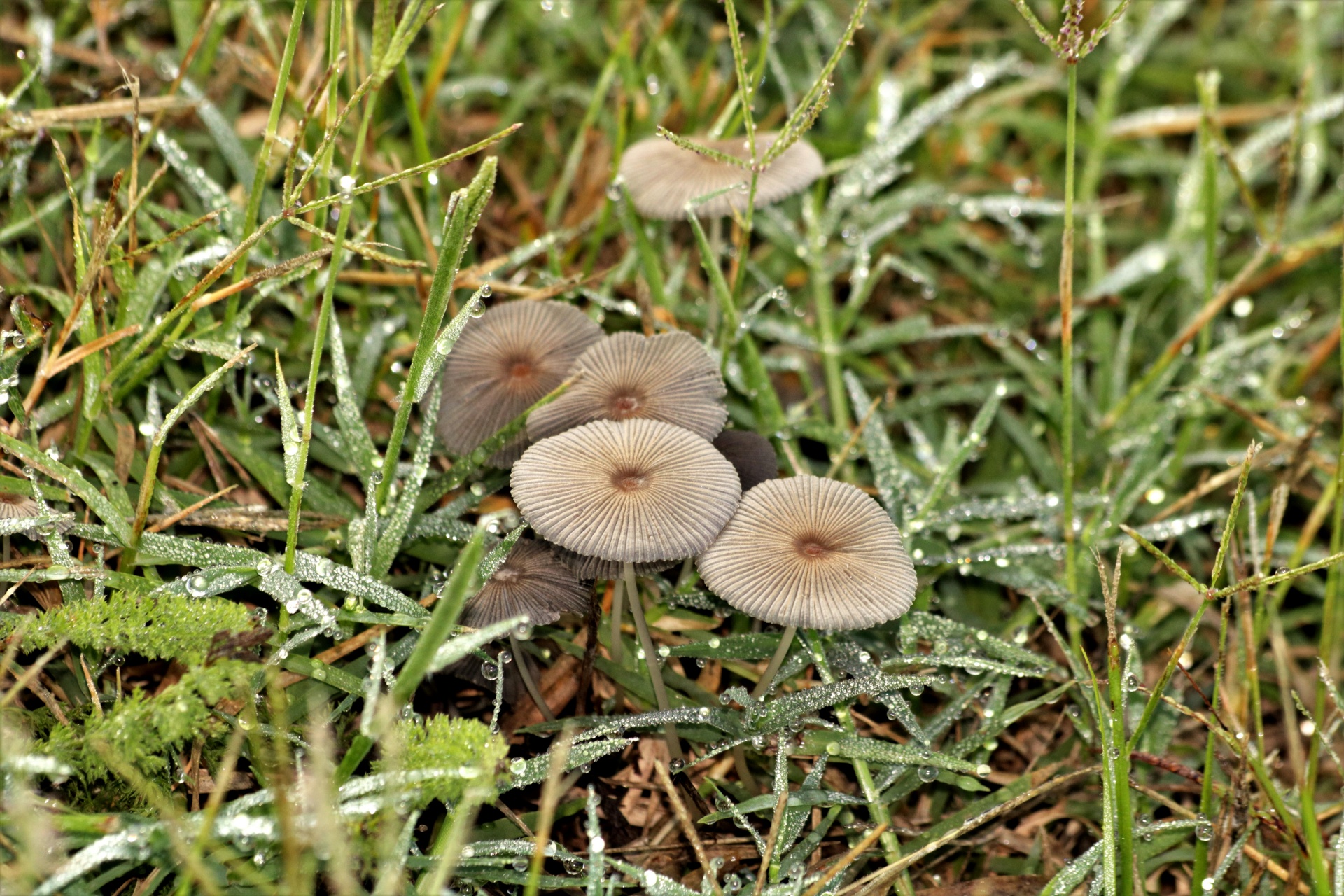 nature plants fungi free photo