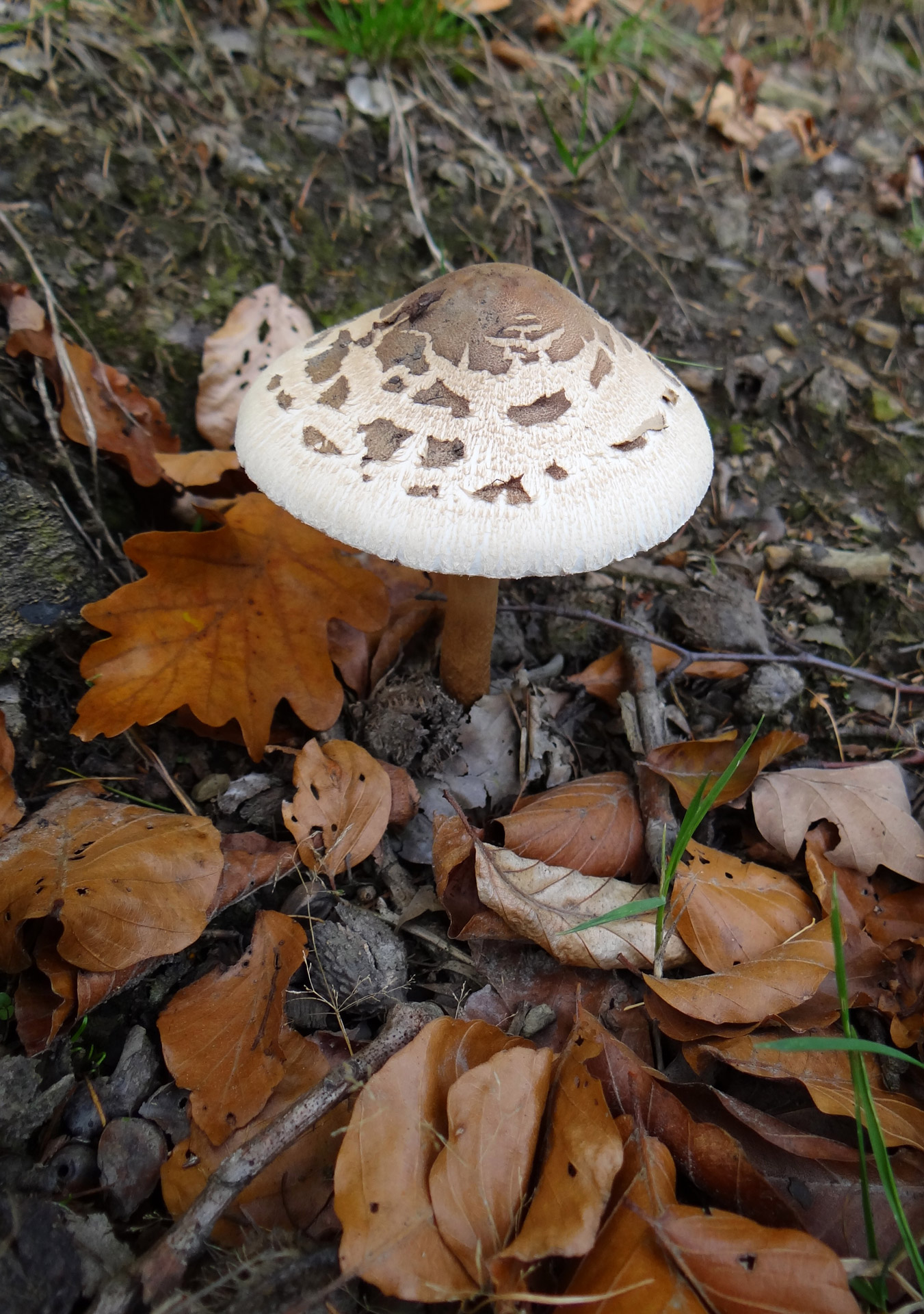 mushroom autumn forest free photo