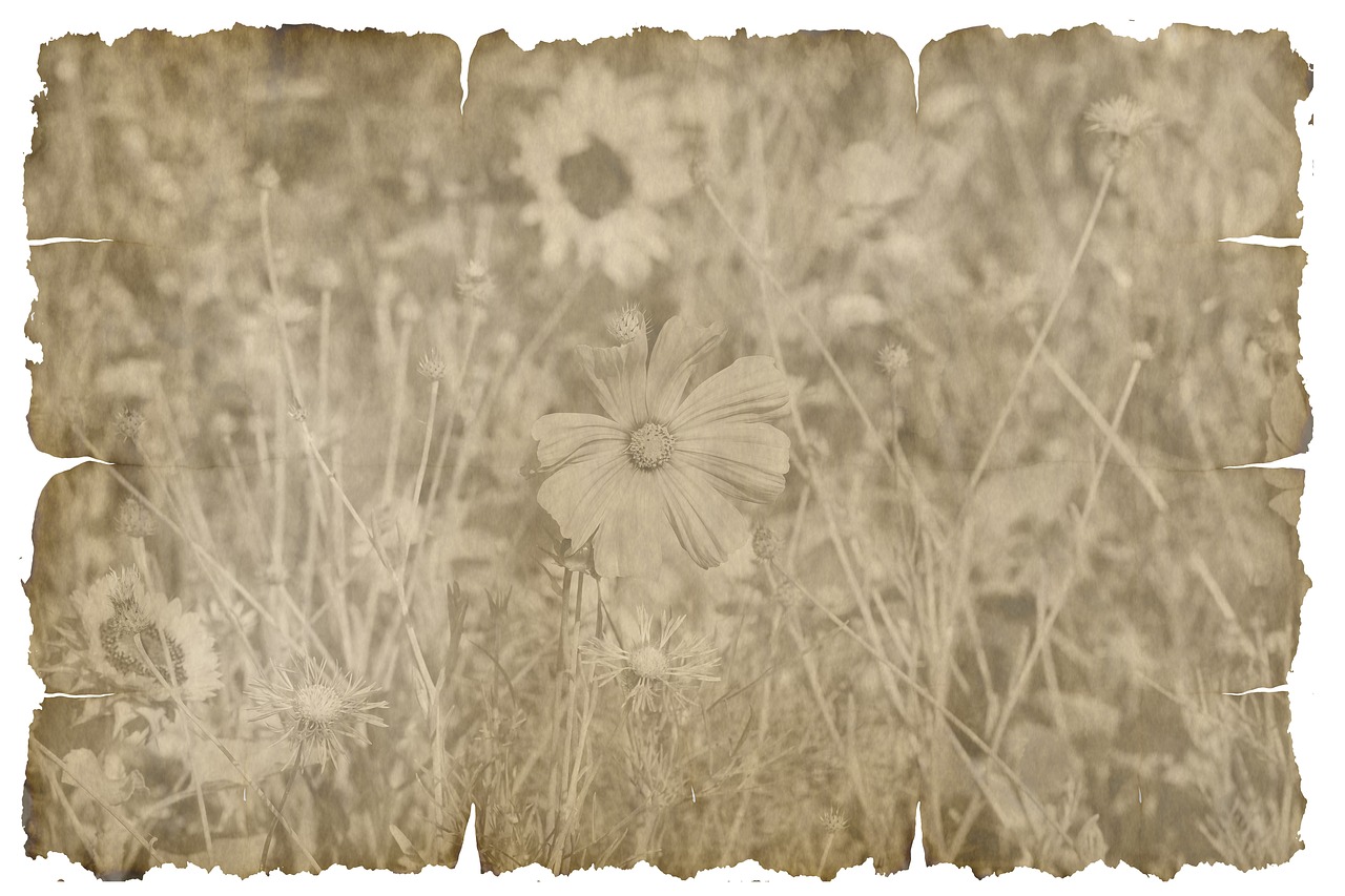 parchment  paper  leaves free photo