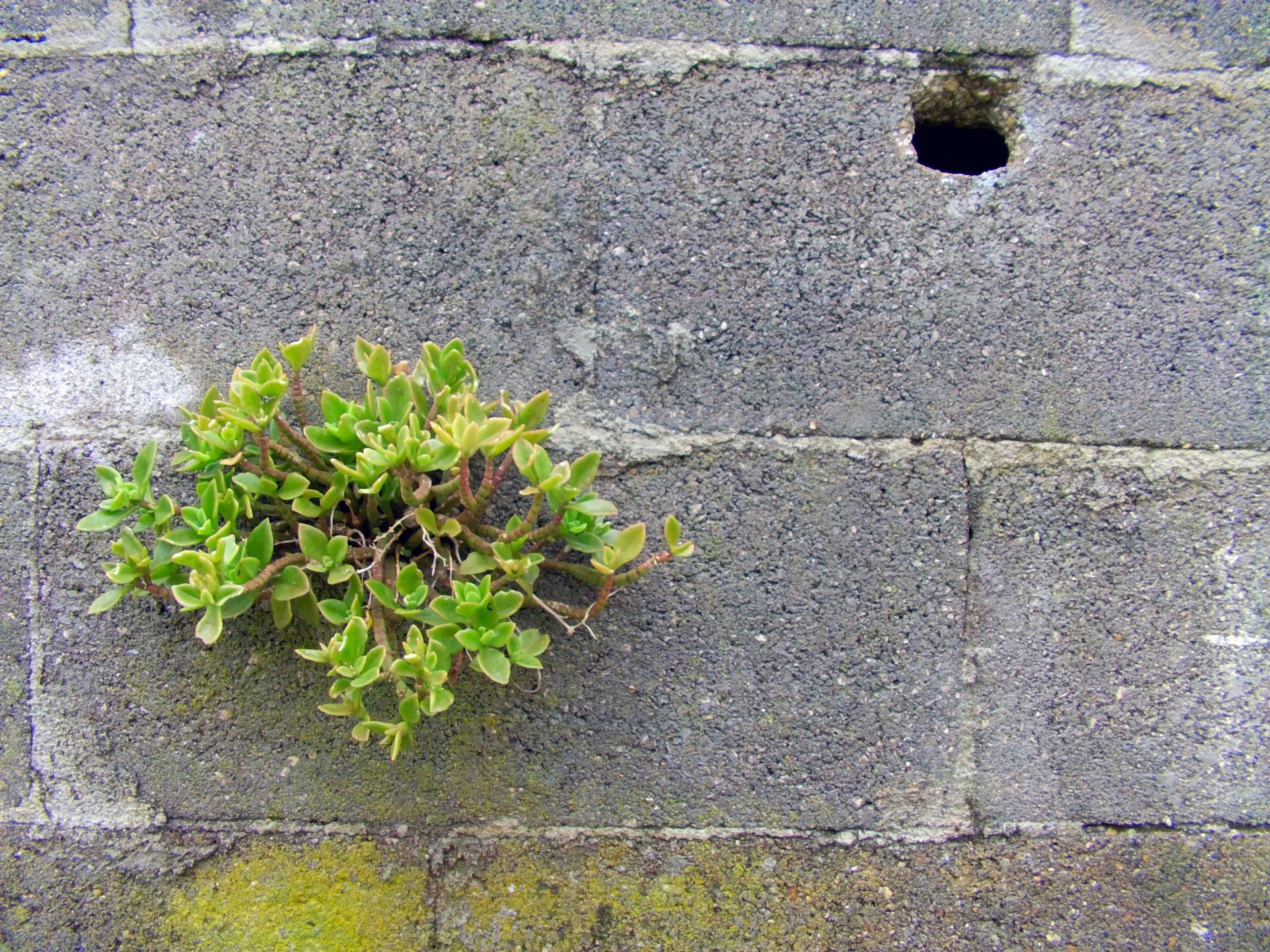 wall plant blocks free photo