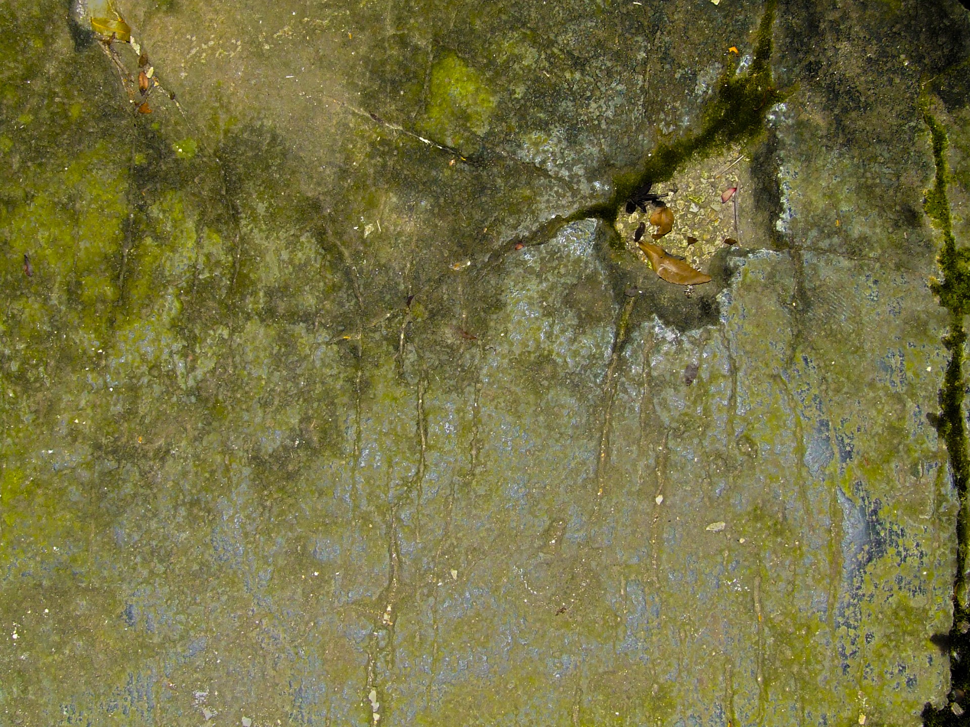 pattern stone wall macro free photo