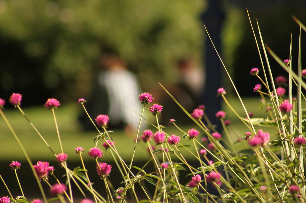 paris park flowers free photo