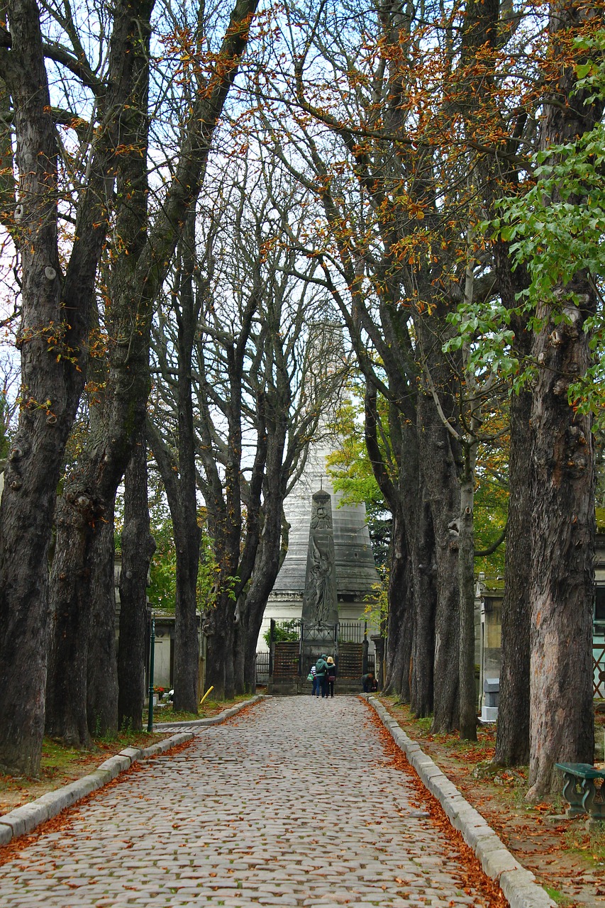 paris cemetery trees free photo