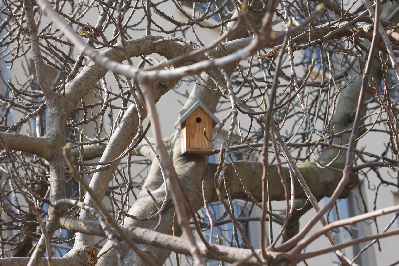 paris tree nest free photo