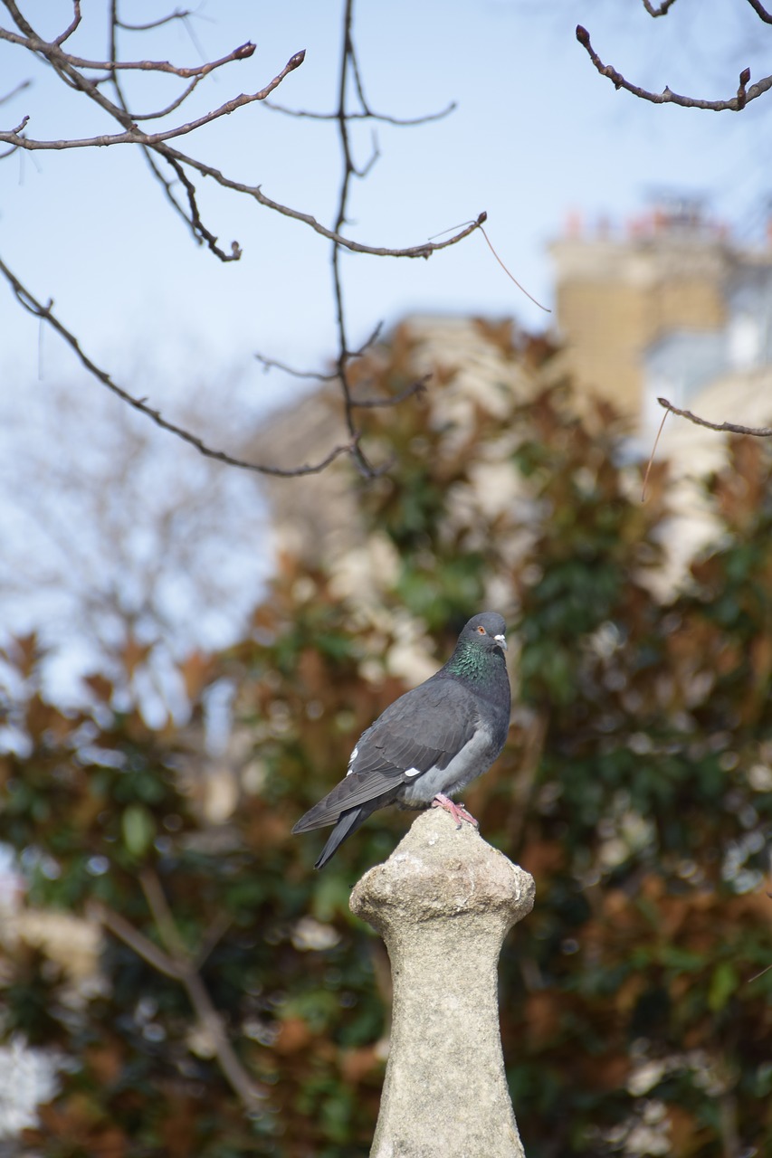 paris dove nature free photo