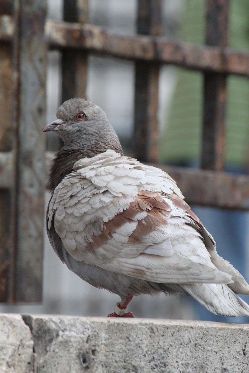 paris pigeon bird free photo