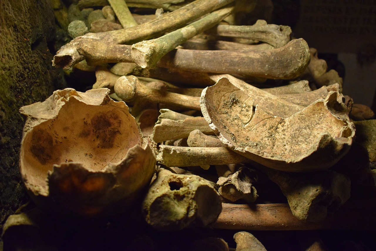 paris catacombs bones free photo