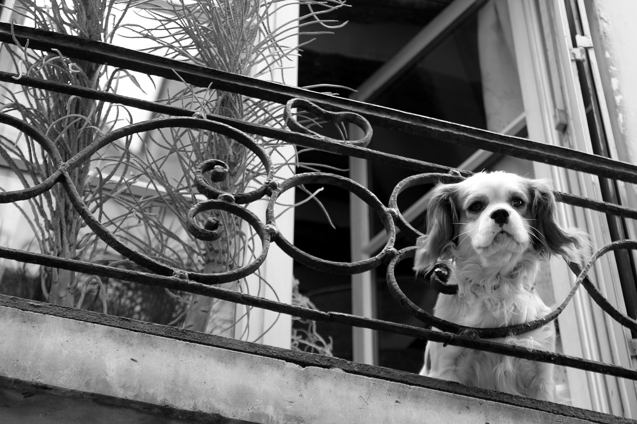 paris  france  dogs free photo