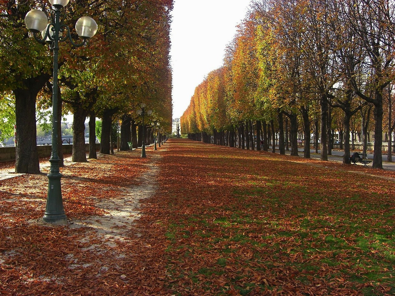 paris france trees free photo