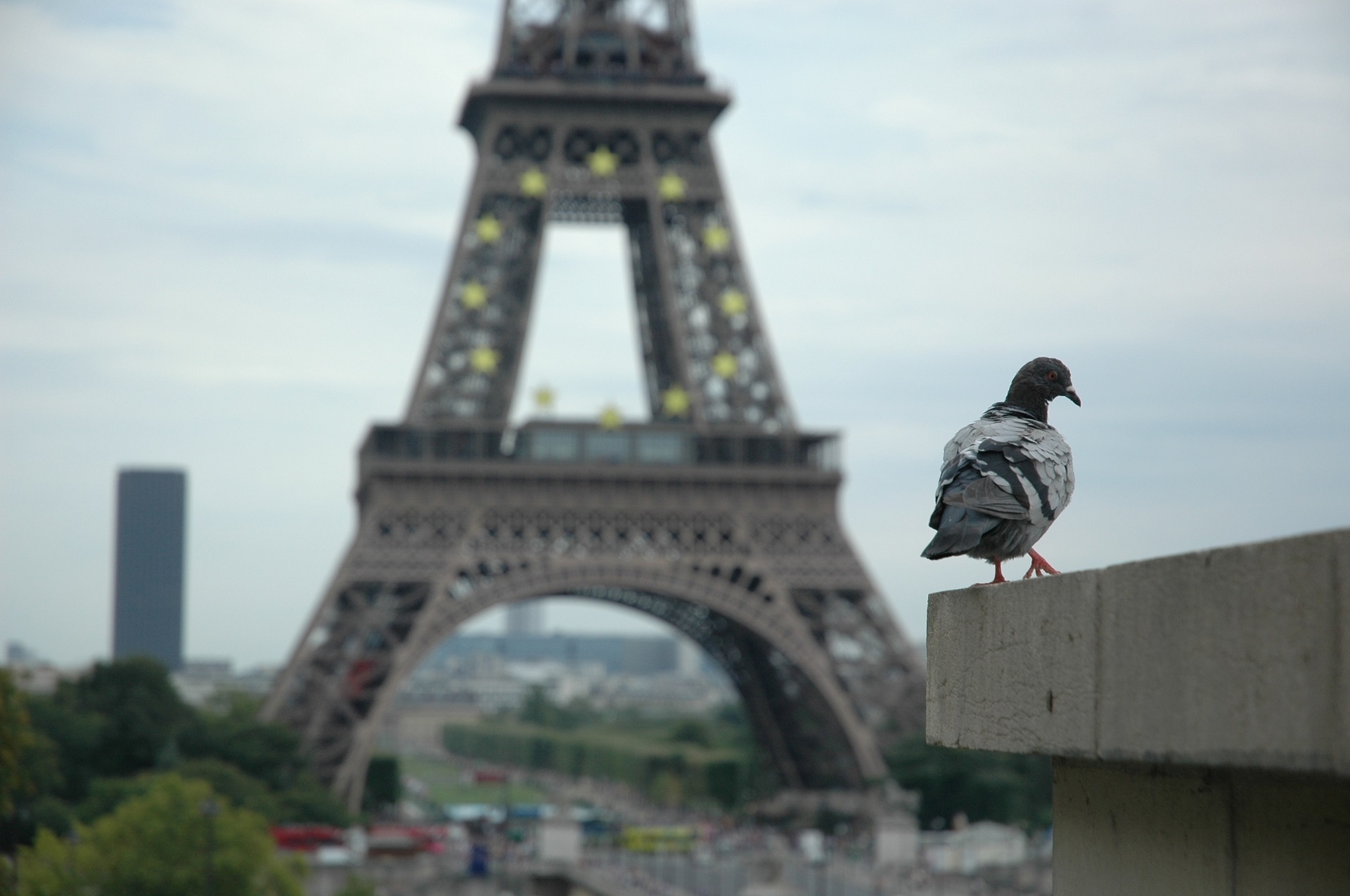 eiffel tower pigeon perched free photo
