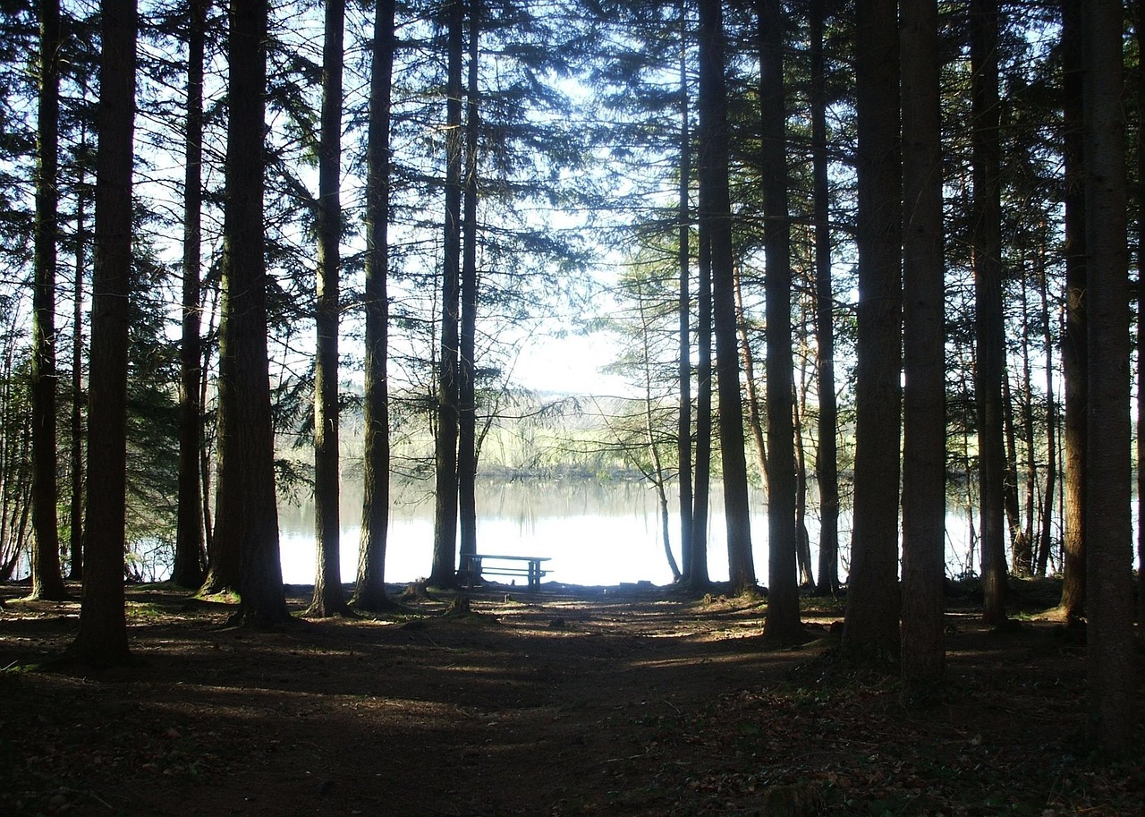 park forest normandy free photo