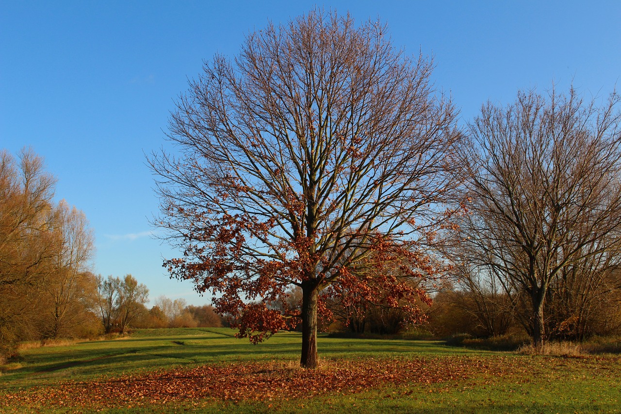 park autumn tree free photo