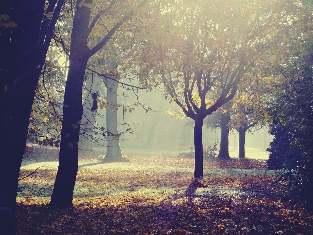 park nature trees free photo